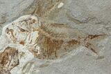 Cretaceous Fossil Fish (Armigatus) - Lebanon #77120-1
